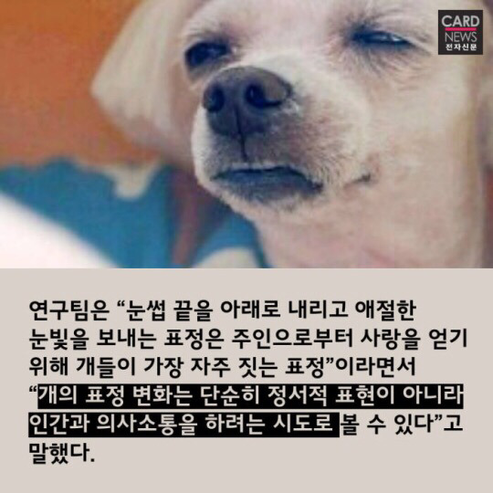 개와 고양이 누가 더 똑똑할까 | 인스티즈