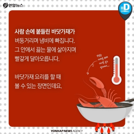 산 채로 끓는 물에 넣어지는 바닷가재 고통 아시나요 | 인스티즈
