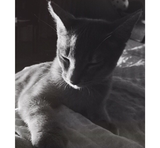 지디네 고양이.jpgif | 인스티즈