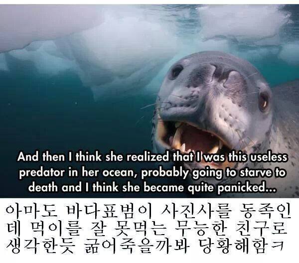 인간을 자기 동족인줄 알았던 바다표범 jpg | 인스티즈