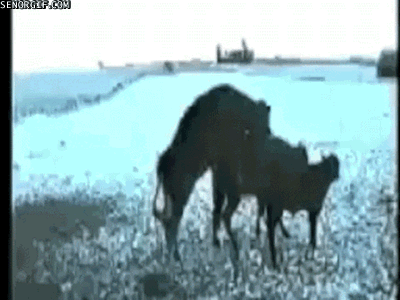 동물들이 짝짓기하는데 걸리는 시간 (약 숭함 주의) | 인스티즈