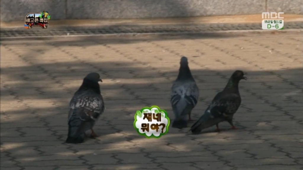 [무한도전] 무한족 서울 도심에서 비둘기 잡기 jpg | 인스티즈