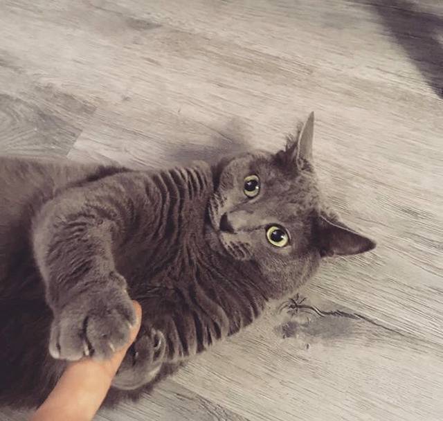 연예인들의 반려동물 | 인스티즈