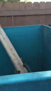 비트코인 너구리 ~ | 인스티즈