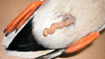 얼룩말 코끼리 오리 돼지 바다거북 두더지의 생식기 (혐오주의) | 인스티즈