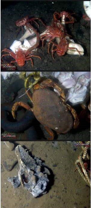 돼지 사체를 바다에 빠뜨리면.. (혐오주의) | 인스티즈