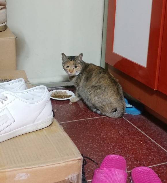 살고싶어서 임신한 몸으로 사람 따라온 고양이.. | 인스티즈