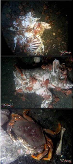 돼지 사체를 바다에 빠뜨리면.. (혐오주의) | 인스티즈