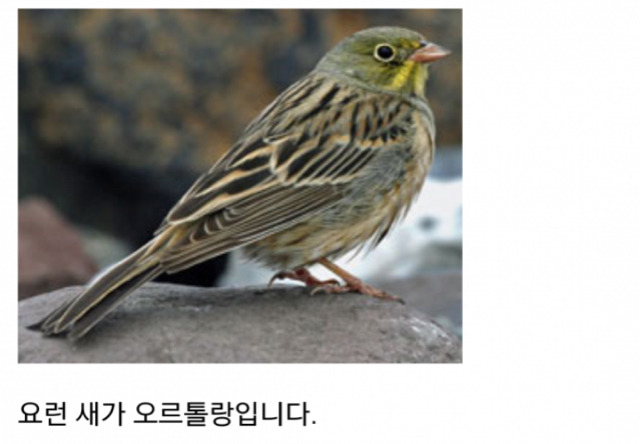 세상에서 가장 잔인한 음식 오르톨랑(혐오주의) | 인스티즈