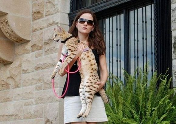 세상에서 가장 크고 비싼 고양이 중 하나인 사바나 고양이에 대하여 | 인스티즈