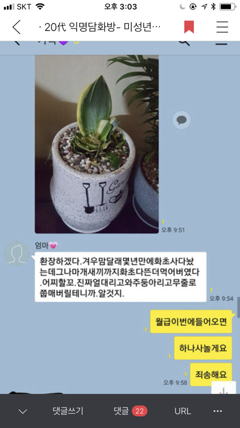 [익웃] 댕댕이가 어머님이 키우시는 산세베리아 뜯어먹음 | 인스티즈