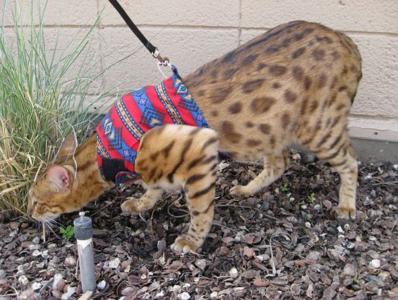 세상에서 가장 크고 비싼 고양이 중 하나인 사바나 고양이에 대하여 | 인스티즈