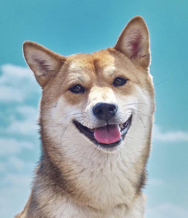 연예인들의 반려동물 | 인스티즈