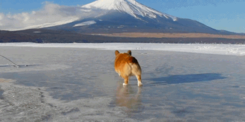웰시코기가 생각보다 파양을 많이 당하는 이유.twt | 인스티즈