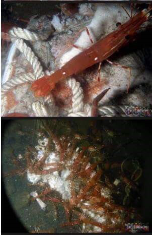 돼지 사체를 바다에 빠뜨리면.. (혐오주의) | 인스티즈