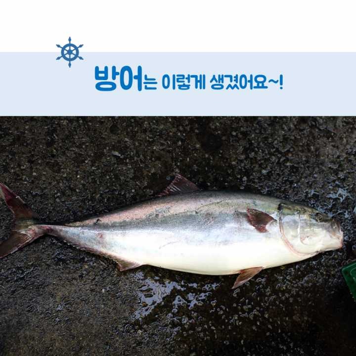 생선회 구별법.JPG | 인스티즈
