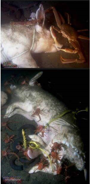 돼지 사체를 바다에 빠뜨리면.. (혐오주의) | 인스티즈