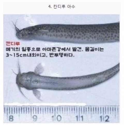 보기보다 훨씬 더 위험한 생물들 (혐오주의) | 인스티즈