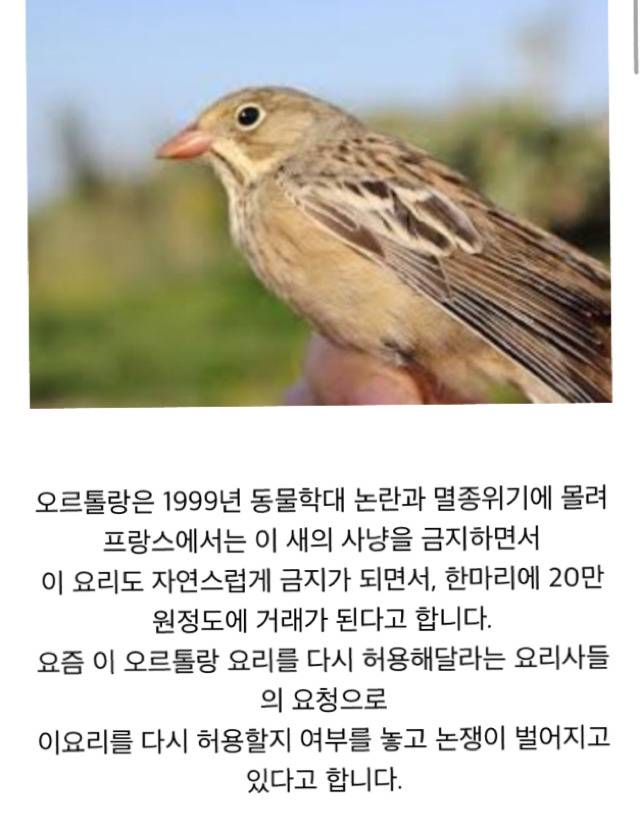 세상에서 가장 잔인한 음식 오르톨랑(혐오주의) | 인스티즈