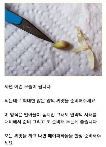 집에서 레몬 키우기 | 인스티즈