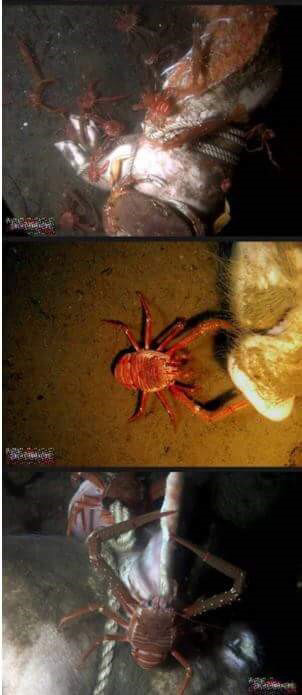 돼지 사체를 바다에 빠뜨리면.. (혐오주의) | 인스티즈