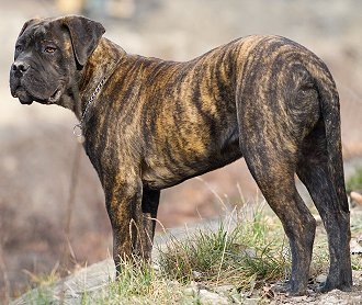 세계 가장 강한 견종 top10 | 인스티즈