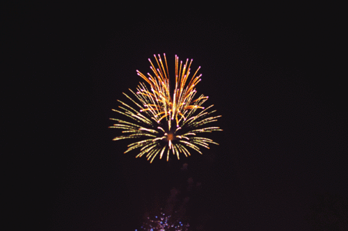 [고르기] 오갈데 없는 여시와 함께 있어줄 사람을 골라보자 | 인스티즈
