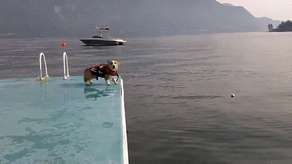 웰시코기가 생각보다 파양을 많이 당하는 이유.twt | 인스티즈