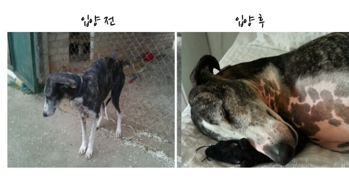 반려견들의 입양전 입양후 모습 | 인스티즈