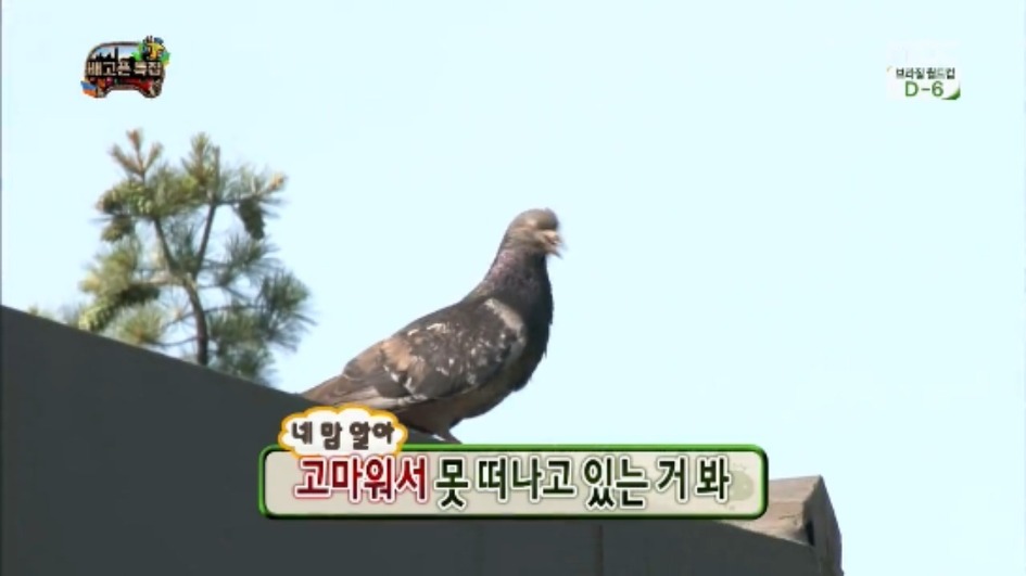 [무한도전] 무한족 서울 도심에서 비둘기 잡기 jpg | 인스티즈