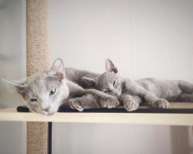 연예인들의 반려동물 | 인스티즈