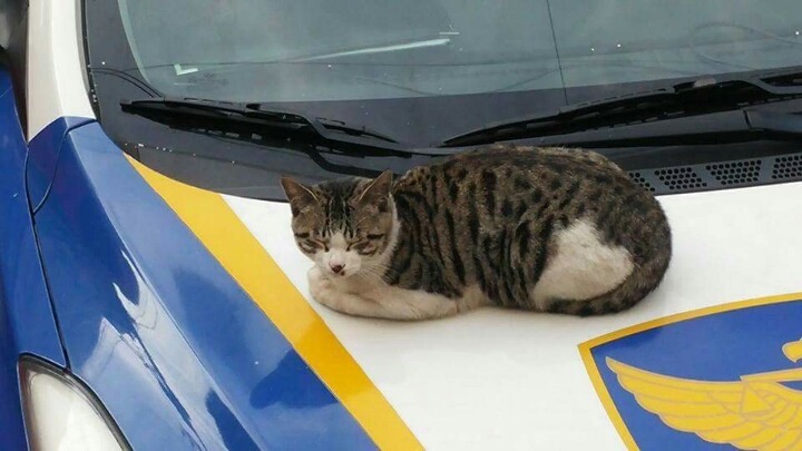 경찰서를 찾아온 고양이.jpg | 인스티즈