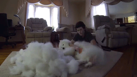 사모예드 털갈이 클라스 | 인스티즈