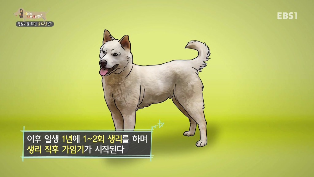 개 키울때 중성화 수술을 해줘야하는 이유 (feat.세나개) | 인스티즈