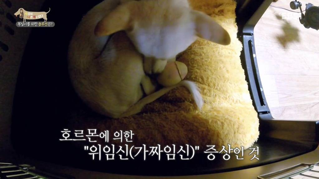 개 키울때 중성화 수술을 해줘야하는 이유 (feat.세나개) | 인스티즈