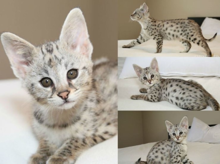세상에서 가장 크고 비싼 고양이 중 하나인 사바나 고양이에 대하여 | 인스티즈