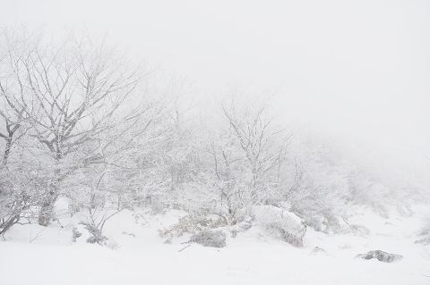 [고르기] 오갈데 없는 여시와 함께 있어줄 사람을 골라보자 | 인스티즈