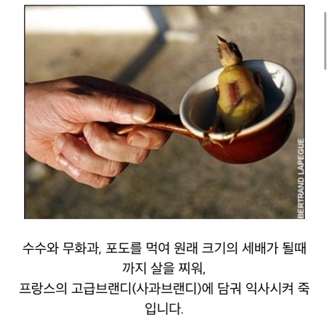 세상에서 가장 잔인한 음식 오르톨랑(혐오주의) | 인스티즈