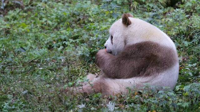 털 색깔 때문에 무리에서 왕따 당한다는 갈색 판다.jpg | 인스티즈