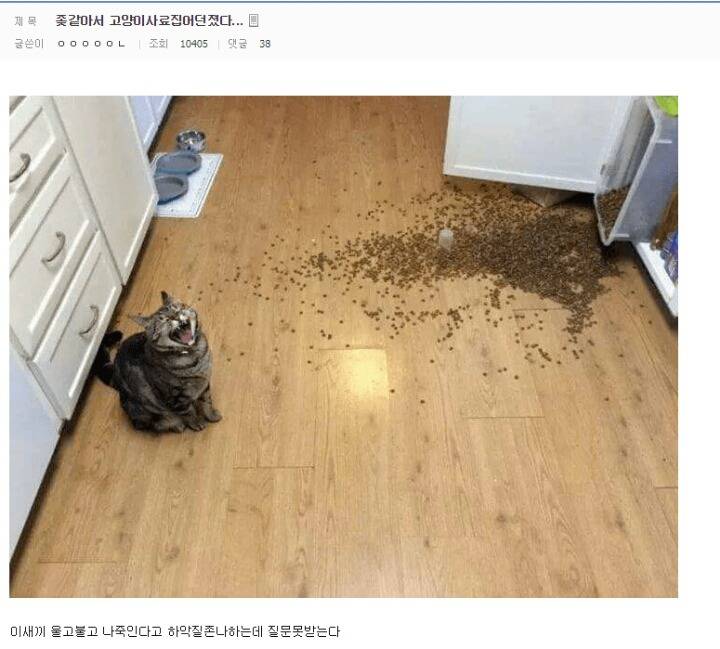 비트코인 때문에 고양이랑 갈등이 생긴 집사 | 인스티즈