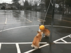 힐링되는 강아지들 일상 | 인스티즈