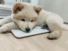 핵 귀여운 나인뮤지스 경리 반려견 시로(심장녹음주의) | 인스티즈