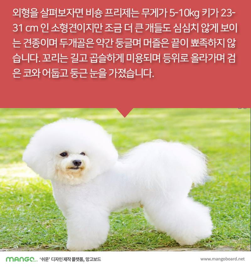 [견종정보] 비숑 프리제 이야기 | 인스티즈