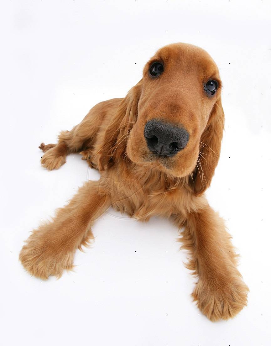 견종 이야기 - 잉글리시 코카 스파니엘 | 인스티즈