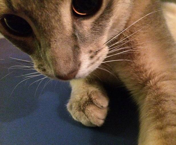 지디네 고양이.jpgif | 인스티즈