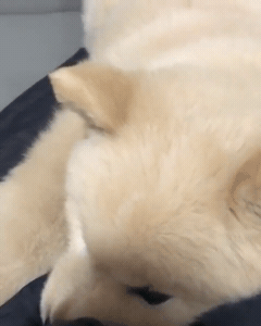 핵 귀여운 나인뮤지스 경리 반려견 시로(심장녹음주의) | 인스티즈