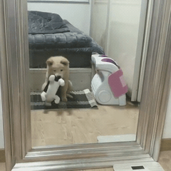 핵 귀여운 나인뮤지스 경리 반려견 시로(심장녹음주의) | 인스티즈