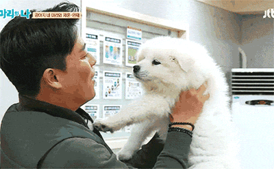 [마리와나] 엉엉이란 말이 잘 어울리는 사모예드 4남매 | 인스티즈