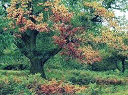 색약이 보는 세상 . jpg | 인스티즈