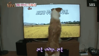 힐링되는 강아지들 일상 | 인스티즈